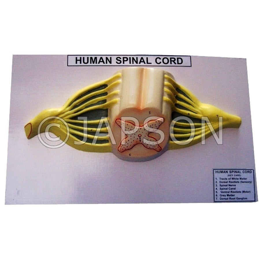 Human Model - Spinal cord Human Model - Spinal cord